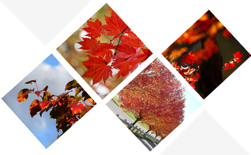 石家莊景坤苗木種植有限公司