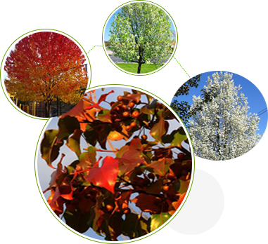 石家莊景坤苗木種植有限公司