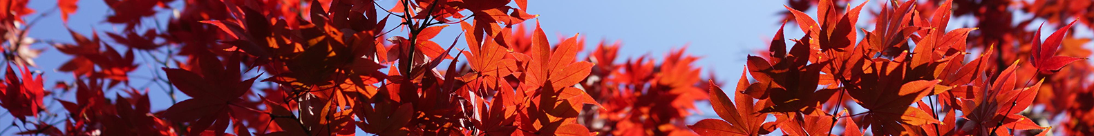 石家莊景坤苗木種植有限公司