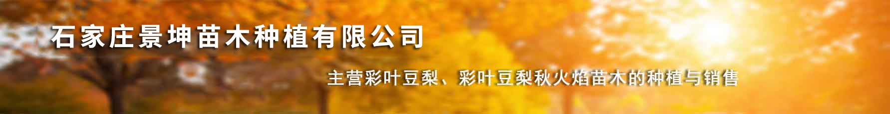 石家莊景坤苗木種植有限公司